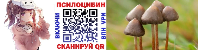 как найти   Октябрьский  Псилоцибиновые грибы Cubensis 